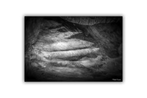 michel-coste_1-écorce3-70x50