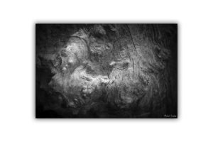 michel-coste_1-écorce4-70x50